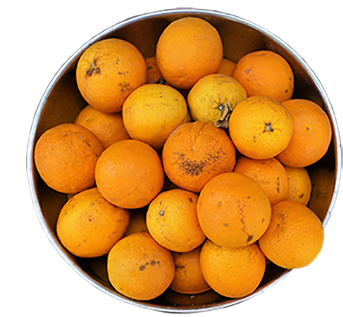 CNSP pomarańcza